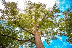How Our Tree Care Process Works  in  Ramona, CA
