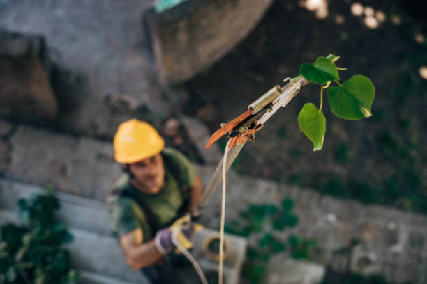 Best Emergency Tree Removal  in Ramona, CA