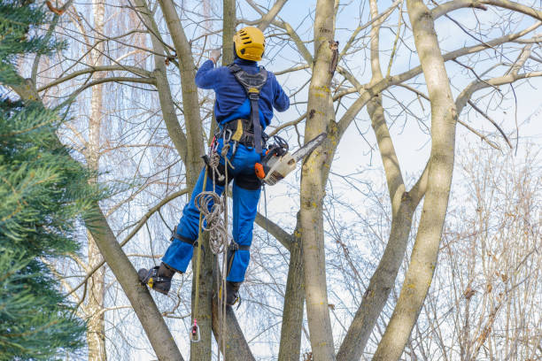 Best Leaf Removal  in Ramona, CA