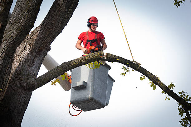 Best Tree Trimming and Pruning  in Ramona, CA
