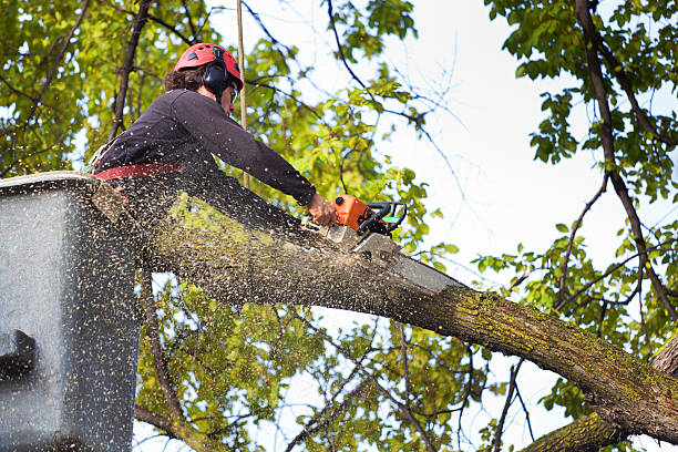 Trusted Ramona, CA Tree Services Experts